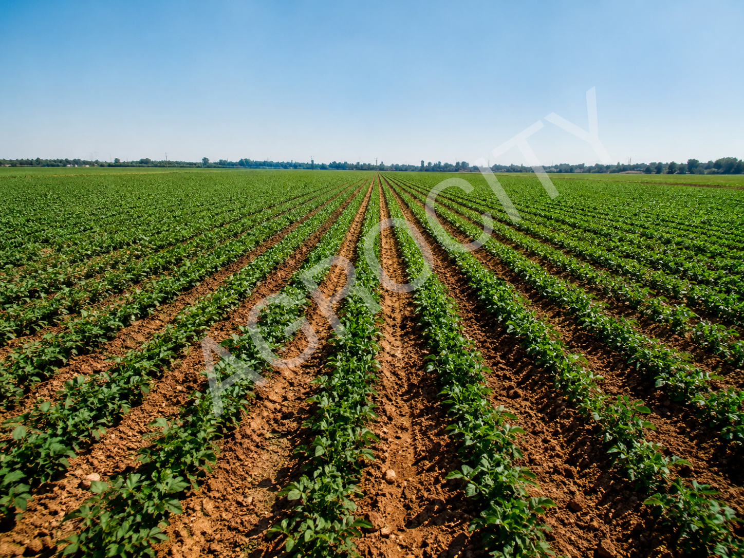 AGRO CITY cultivated areas