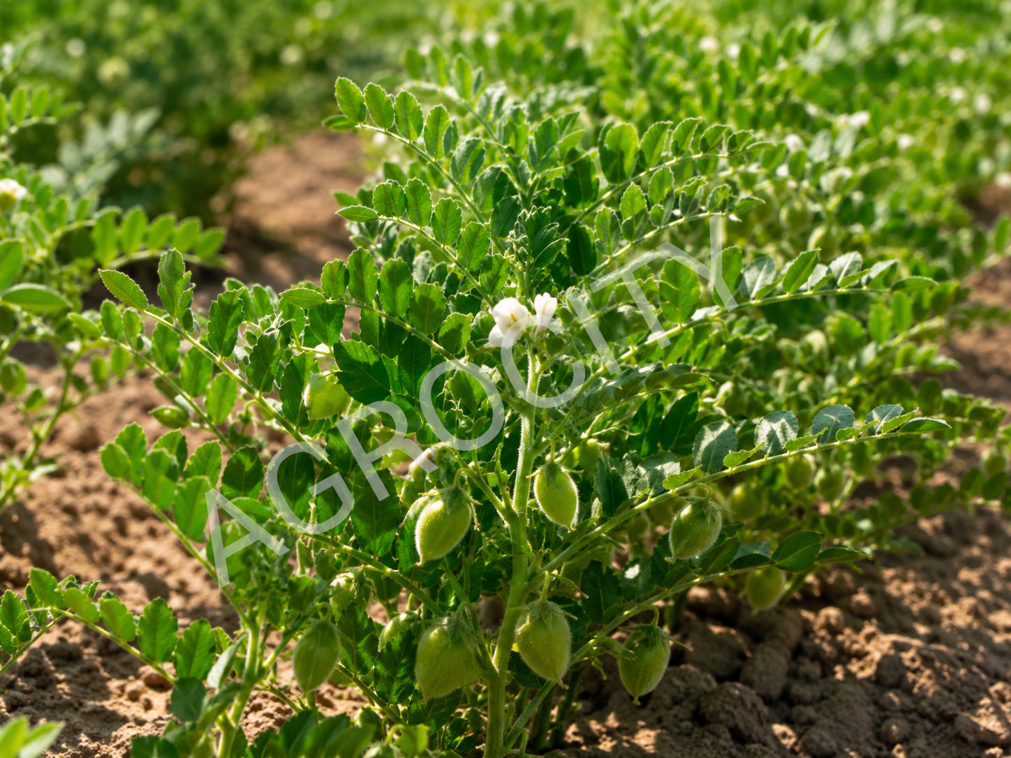 Legume cultivation